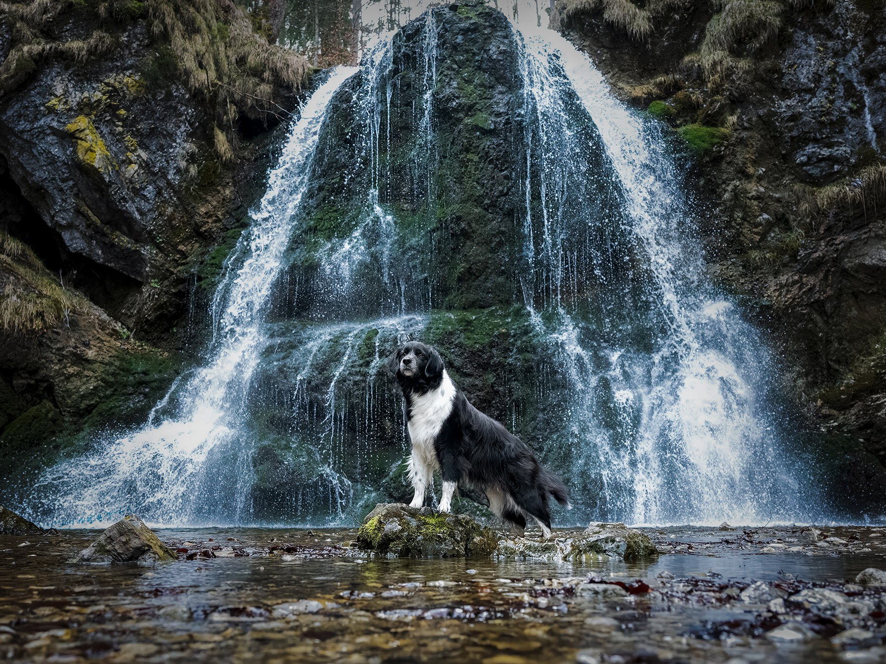 Pfoten in Szene - Hundefotografie  Bild 1