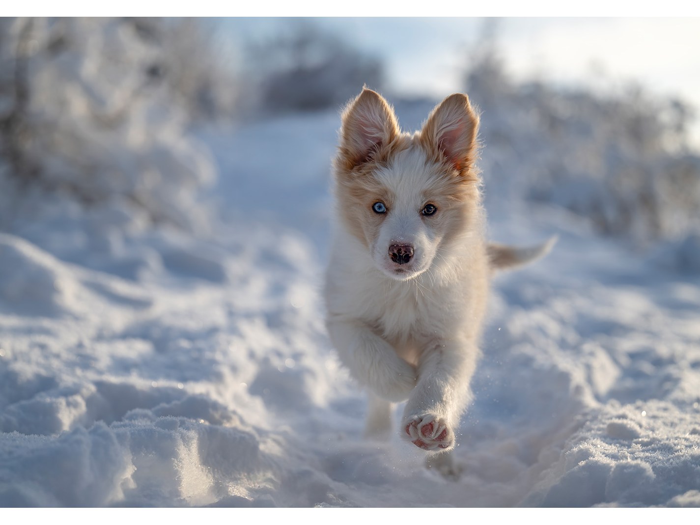 Pfoten in Szene - Hundefotografie  Bild 2