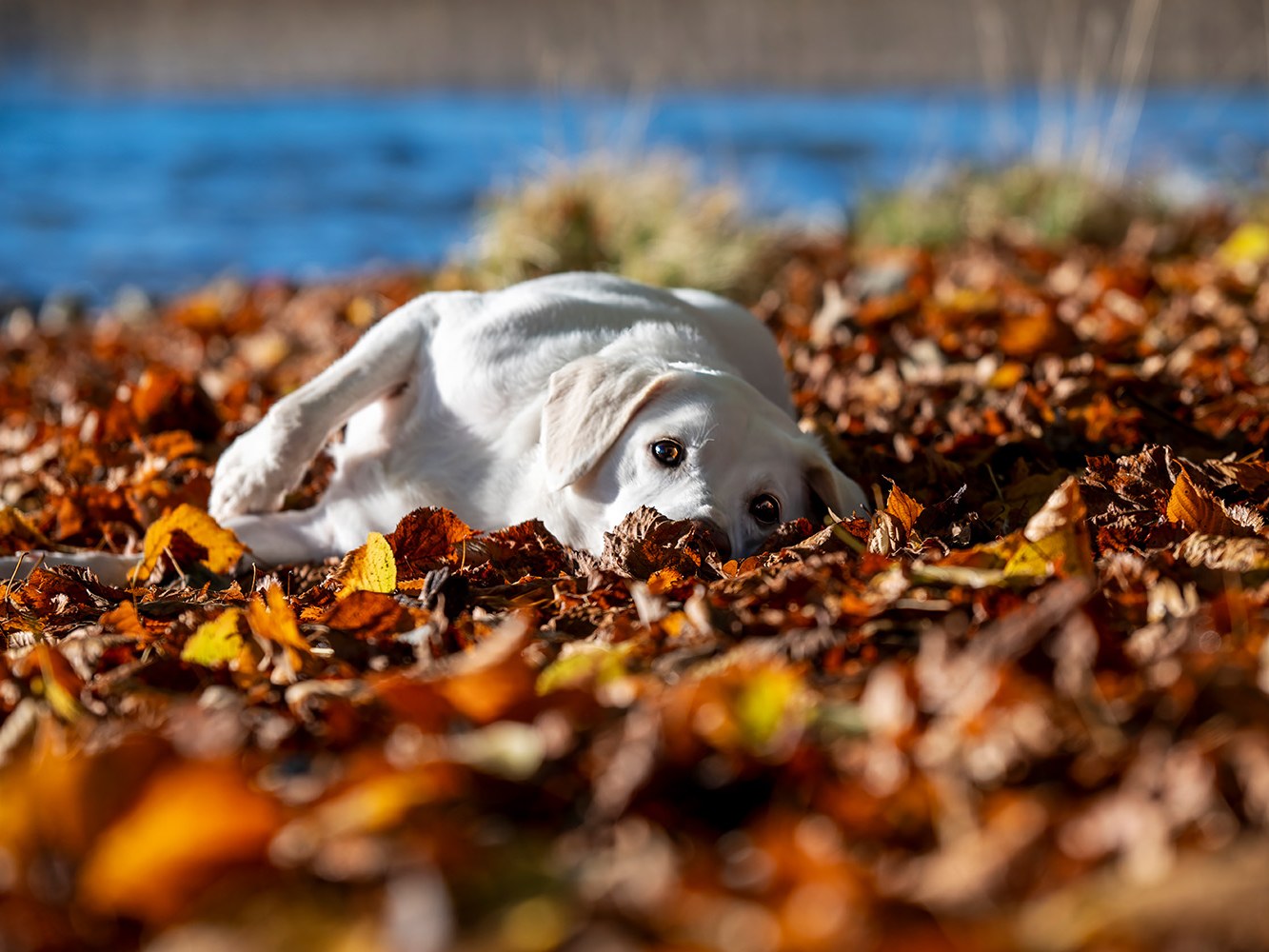 Pfoten in Szene - Hundefotografie  Bild 3