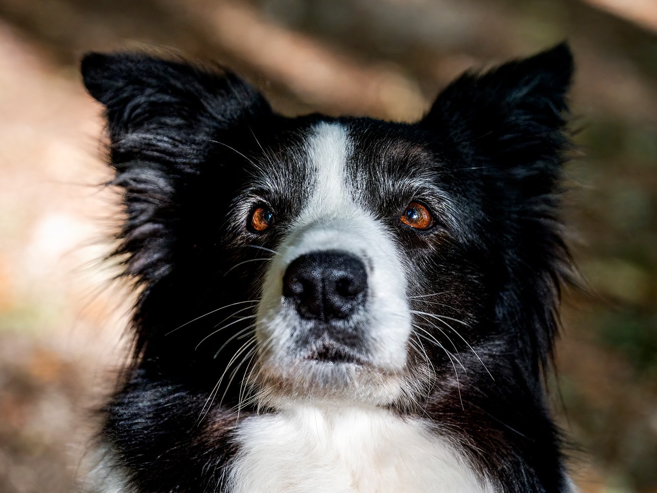 Pfoten in Szene - Hundefotografie  Bild 6