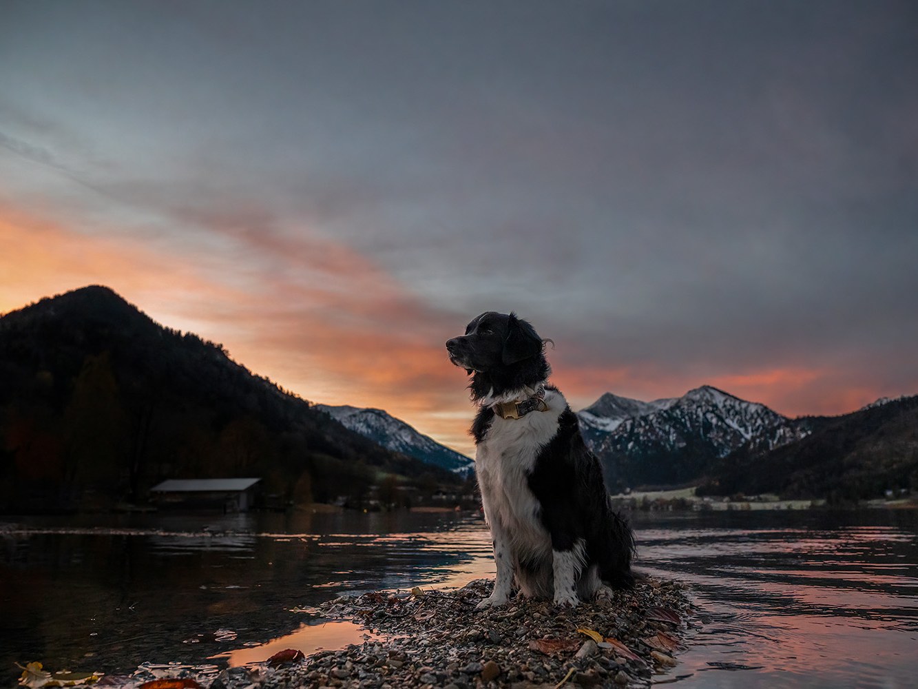 Pfoten in Szene - Hundefotografie  Bild 8