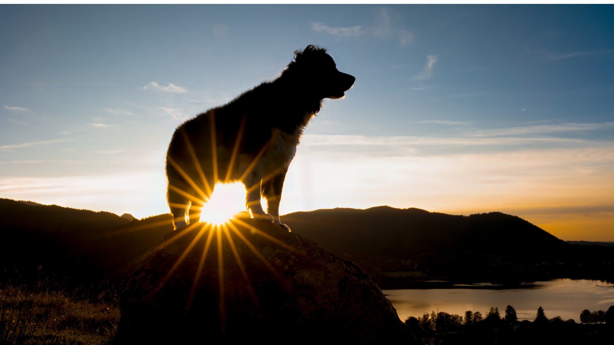 Pfoten in Szene - Hundefotografie 